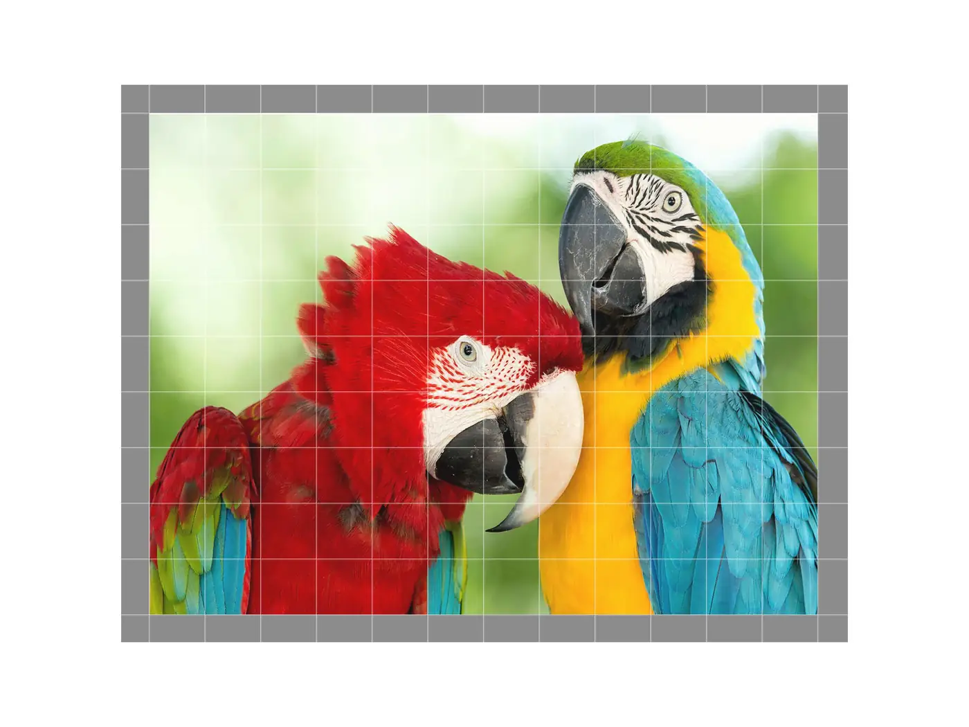 Cuddling Macaws Parrots Birds