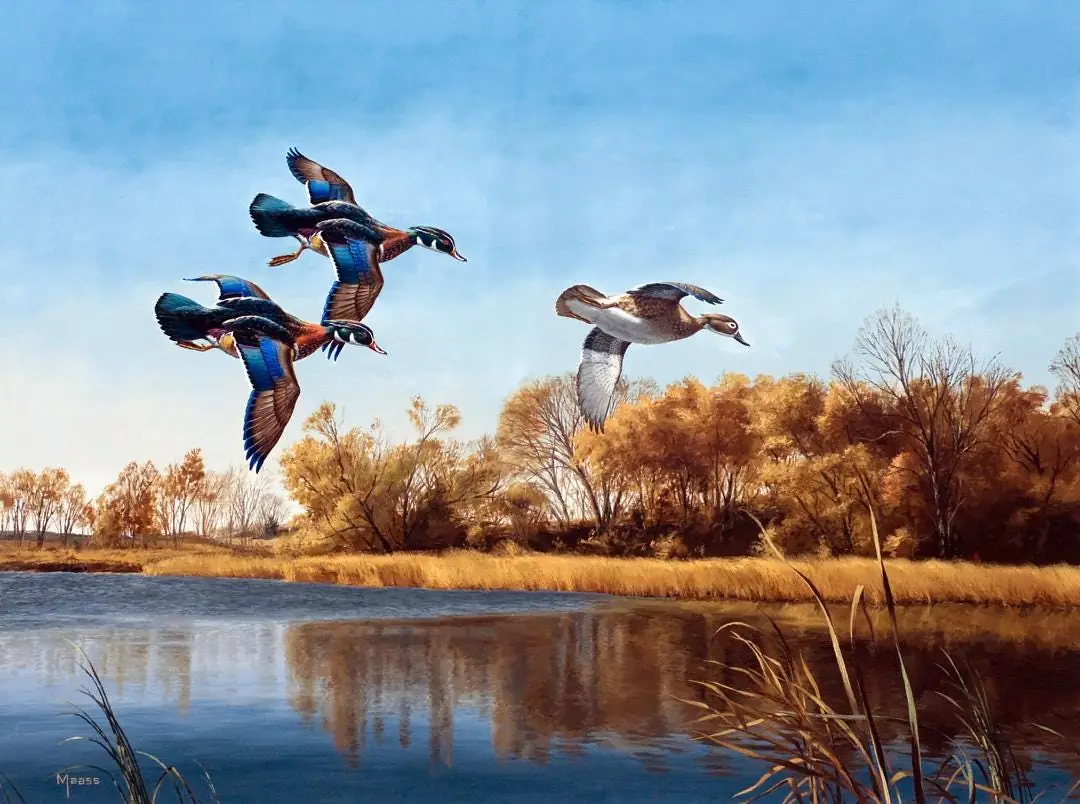 Colorful Wood Ducks and Mallards in Marsh
