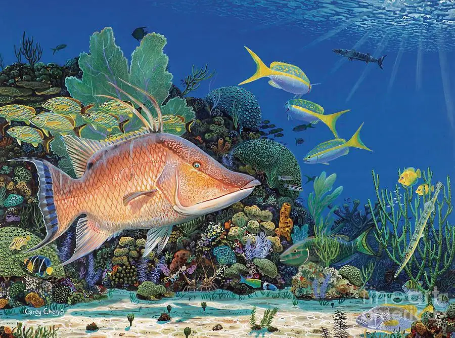 Hogfish Tropical Fish in Reef
