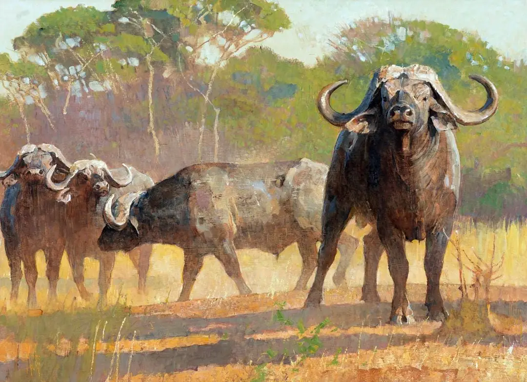Cape Buffalo, Wildlife, Country Western