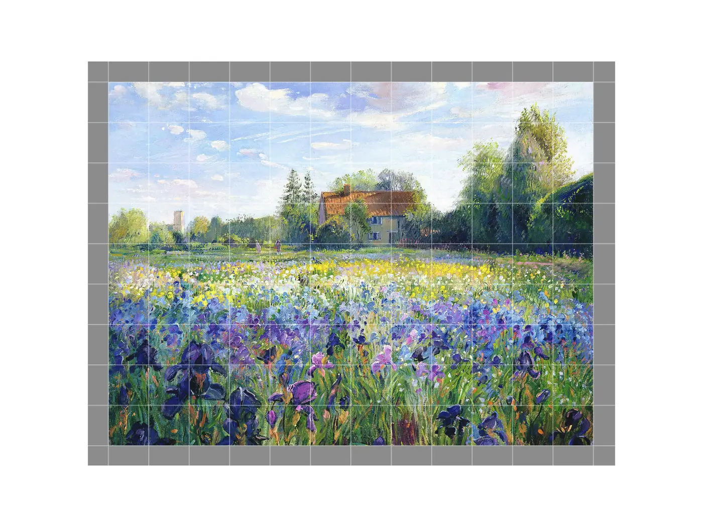 Field of Iris Flowers in the Sunset