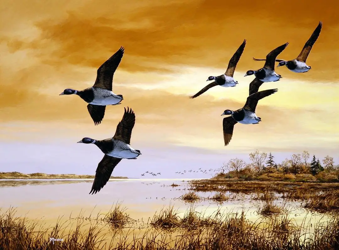 Sunrise Flight Ducks and Mallards in Marsh