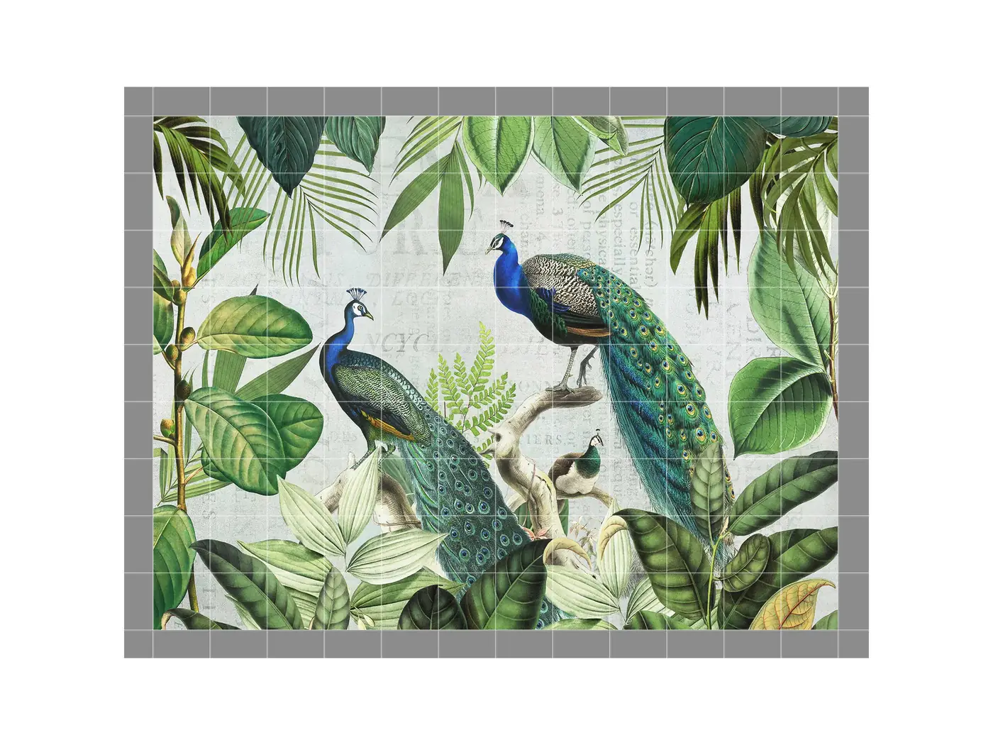 Majestic Peacock in Forest