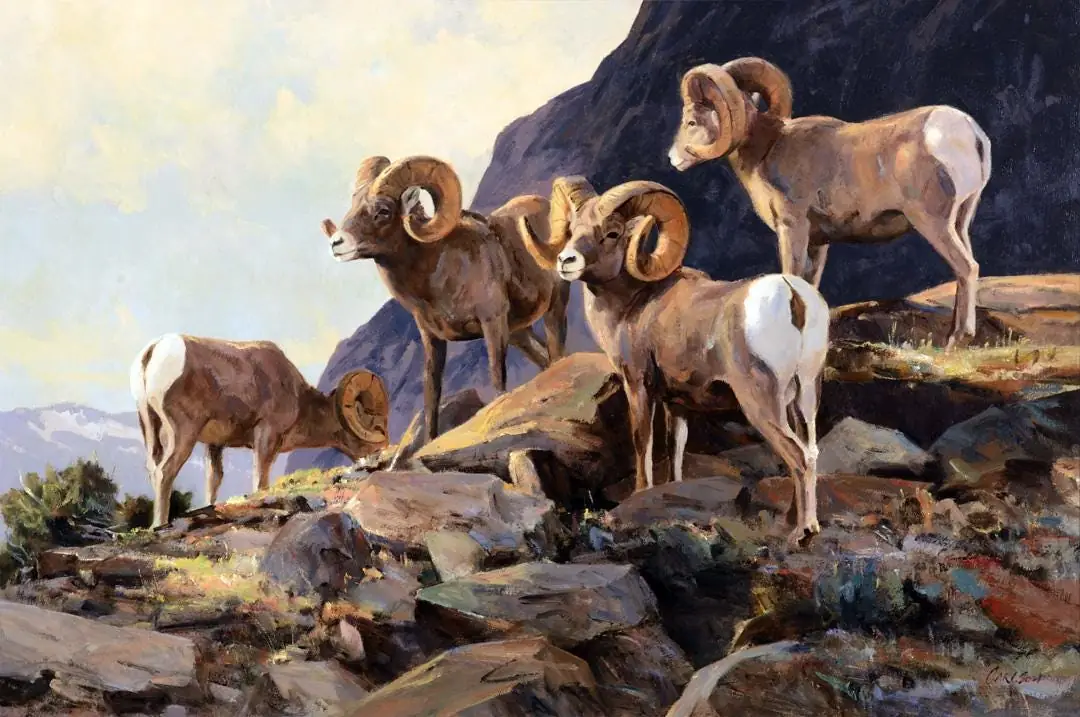 Bighorn Ram, Country Western