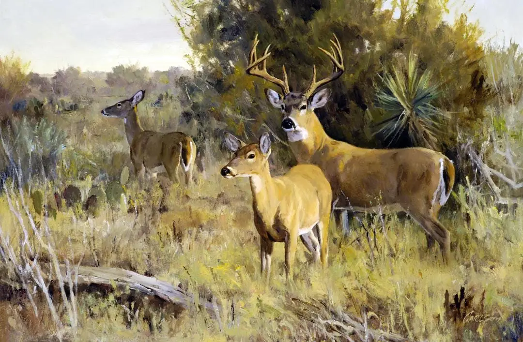 Whitetail Deer Family