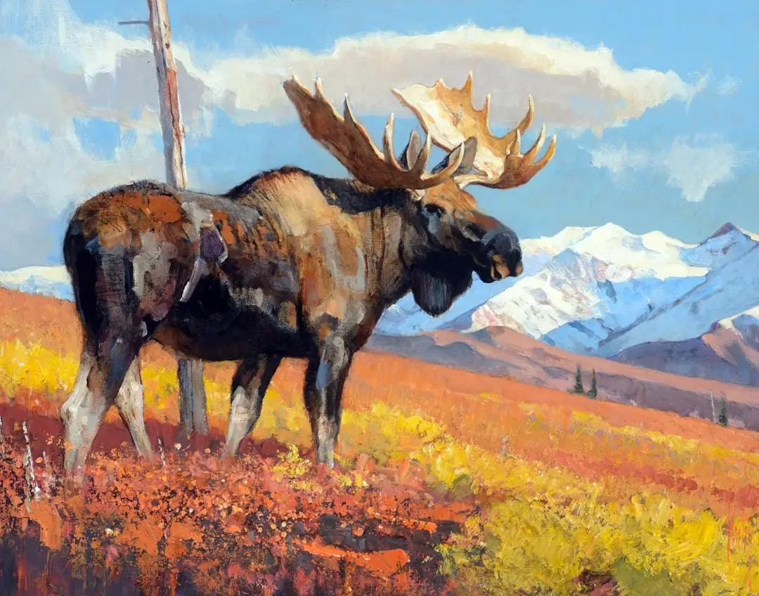 Big Country Moose in Woodland