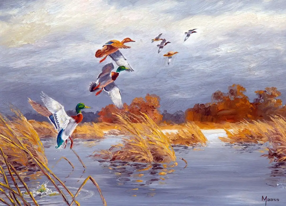 Colorful Wood Ducks and Mallards in Marsh