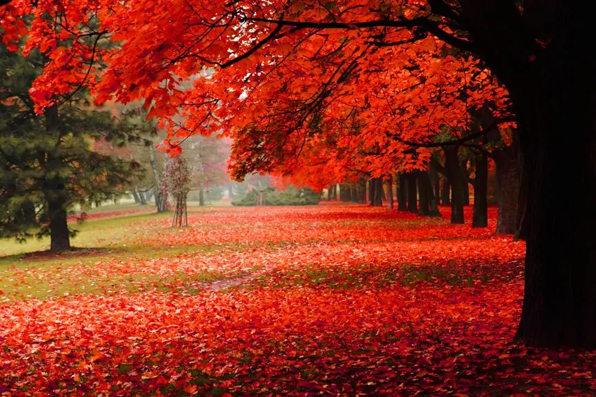 Red Autumn Trees in the Park