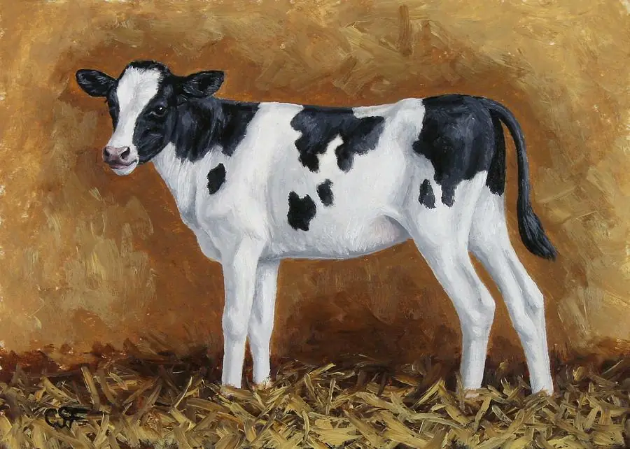 Black White Holstein Cow Calf Country