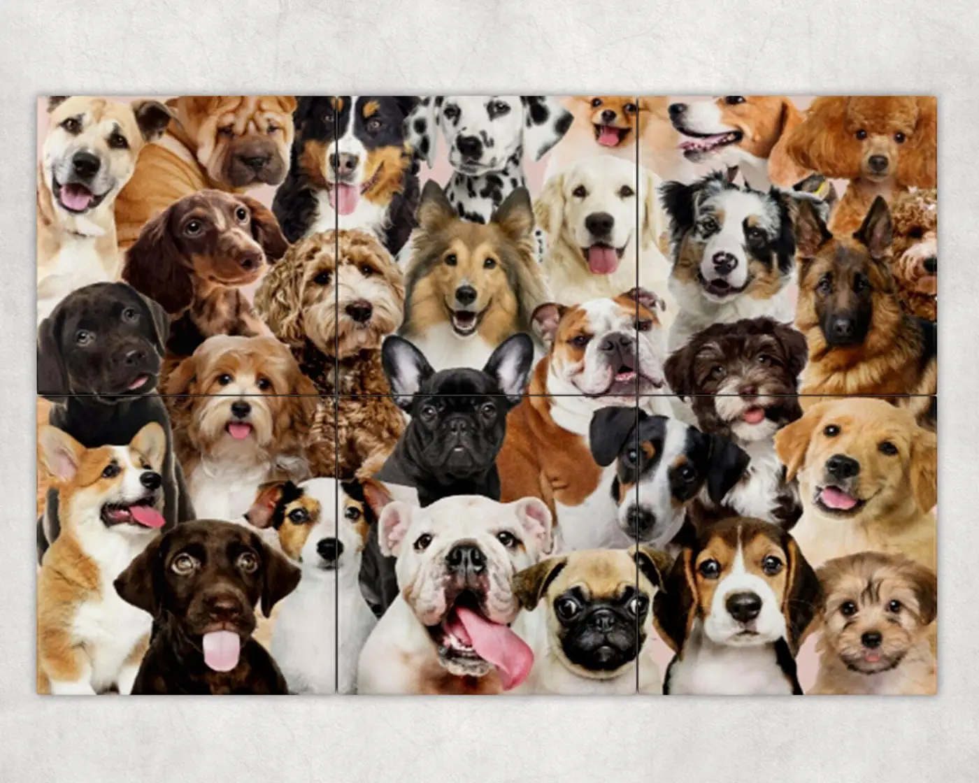 All Breeds Dogs Puppies of the World United