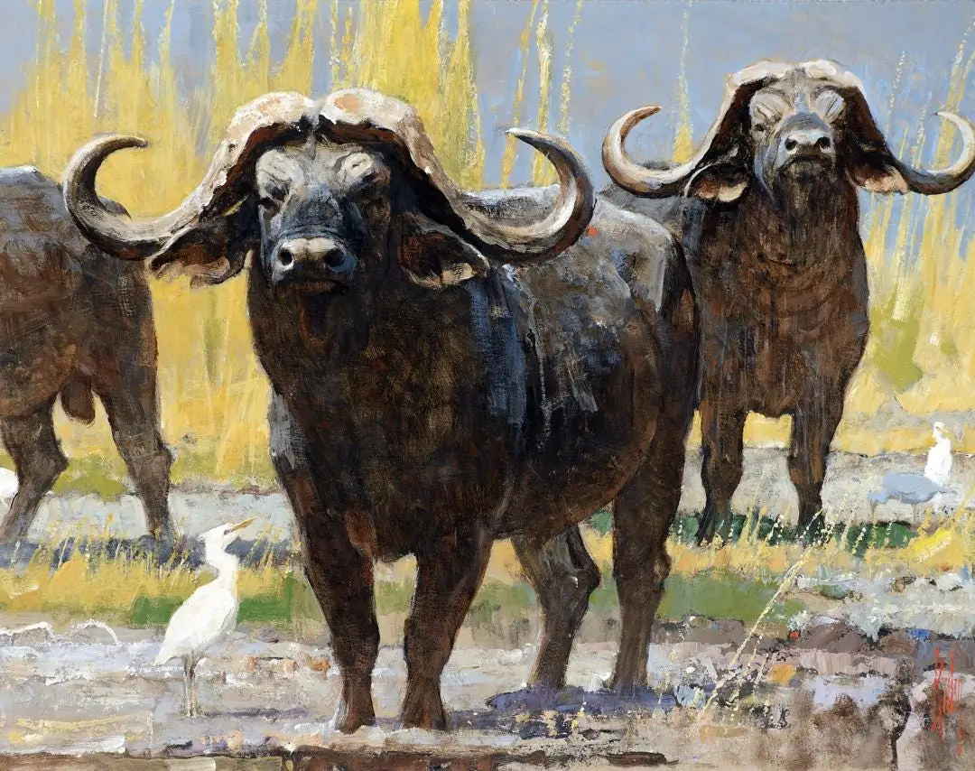 Cape Buffalo, Wildlife, Country Western