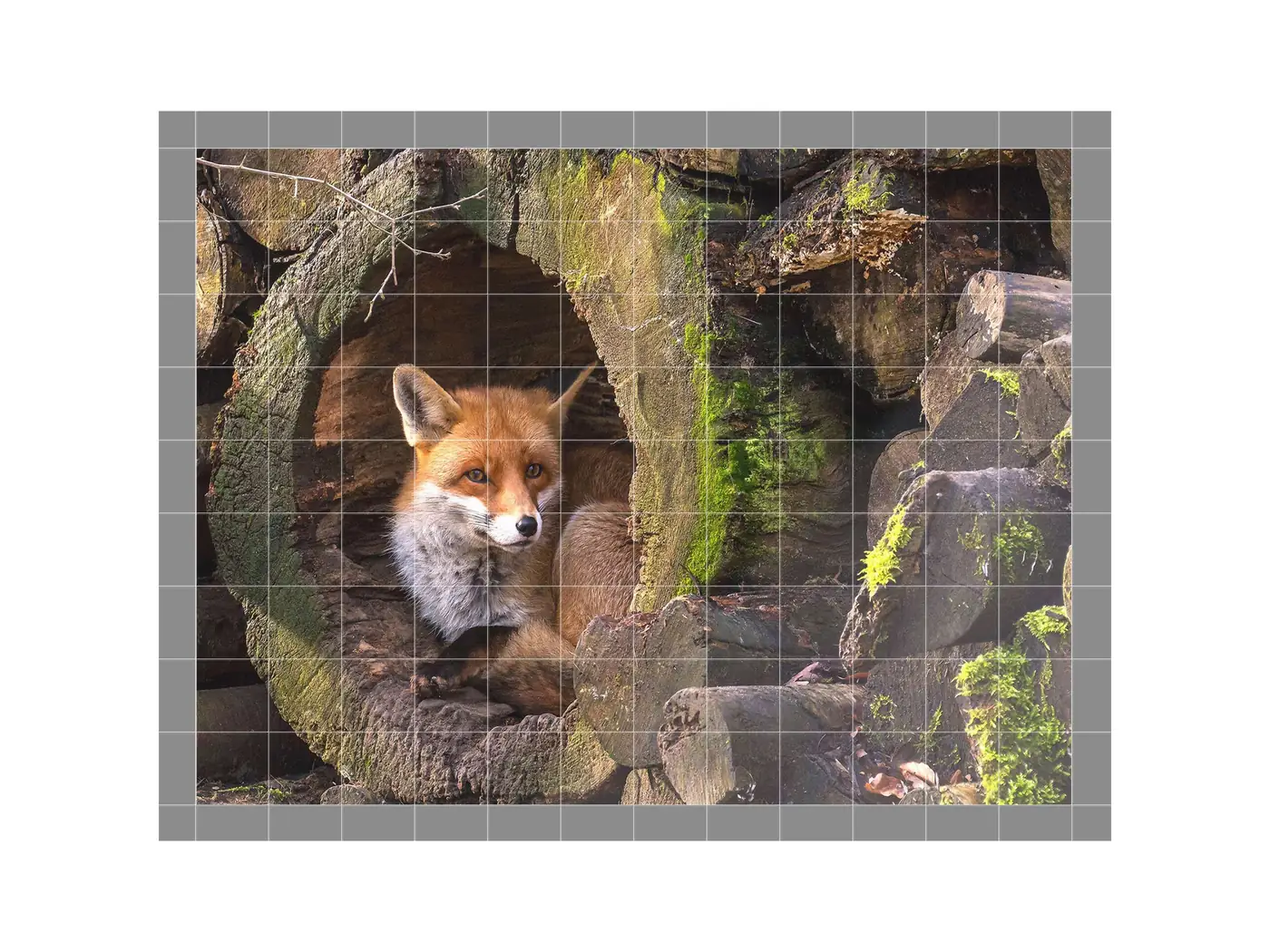 Fox in a Hollow Trunk