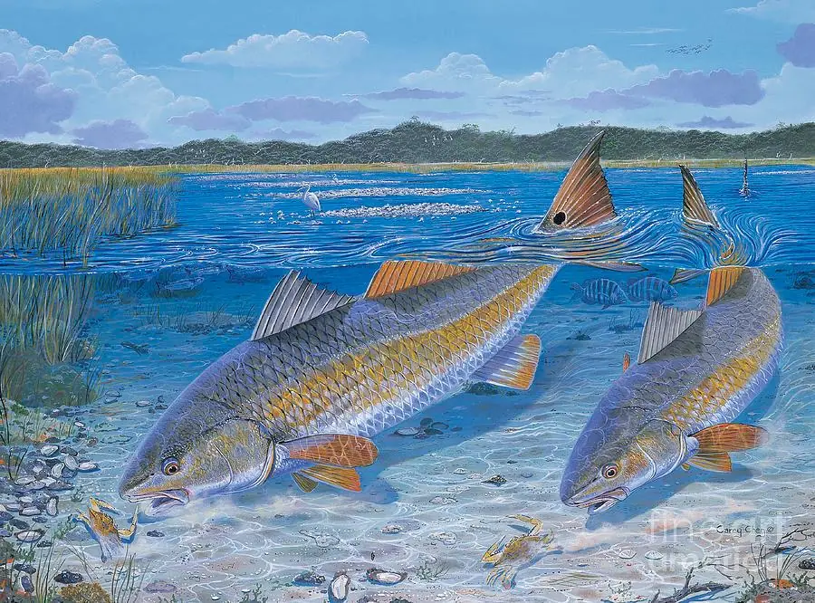 Redfish Feeding on Blue Crabs