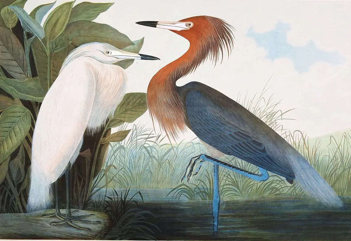 John James Audubon Reddish and White Egret in Marsh