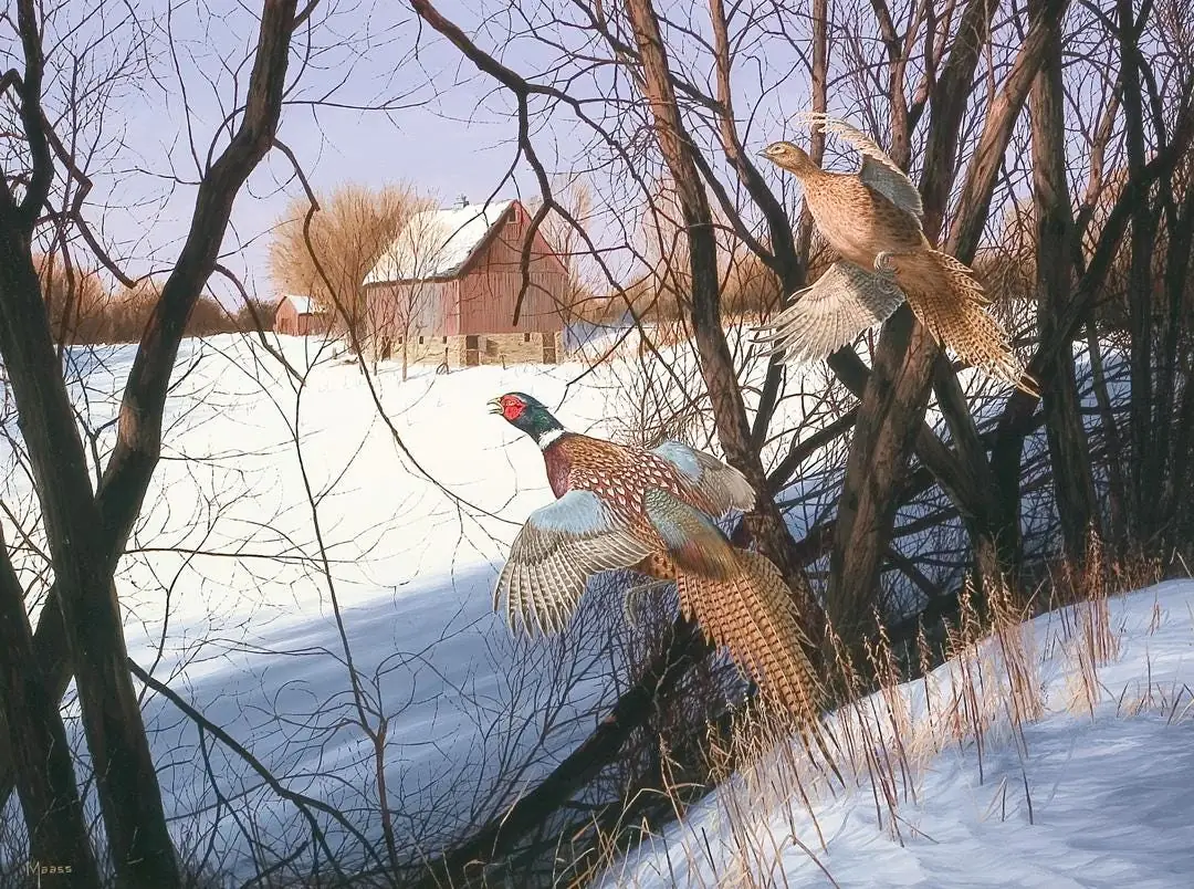 Midwest Pheasants