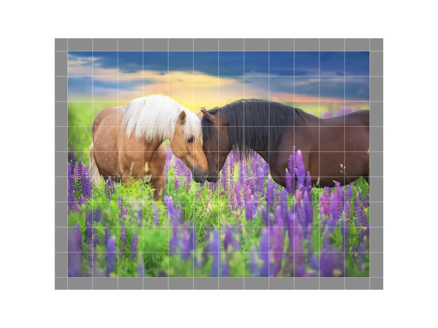 Palomino and Bay Horse in Lupine Flowers at Sunset
