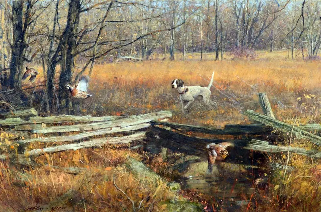 Pointer and Setter Quail Hunting Dogs