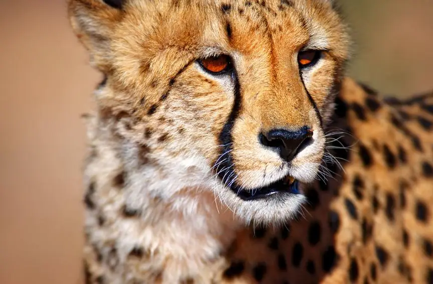 Cheetah Portrait