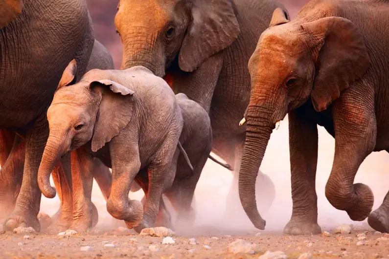 Elephants Herd Running