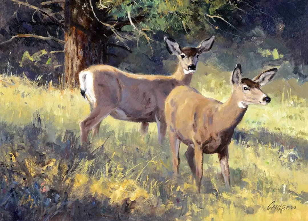 Mountain Meadow Mule Deer