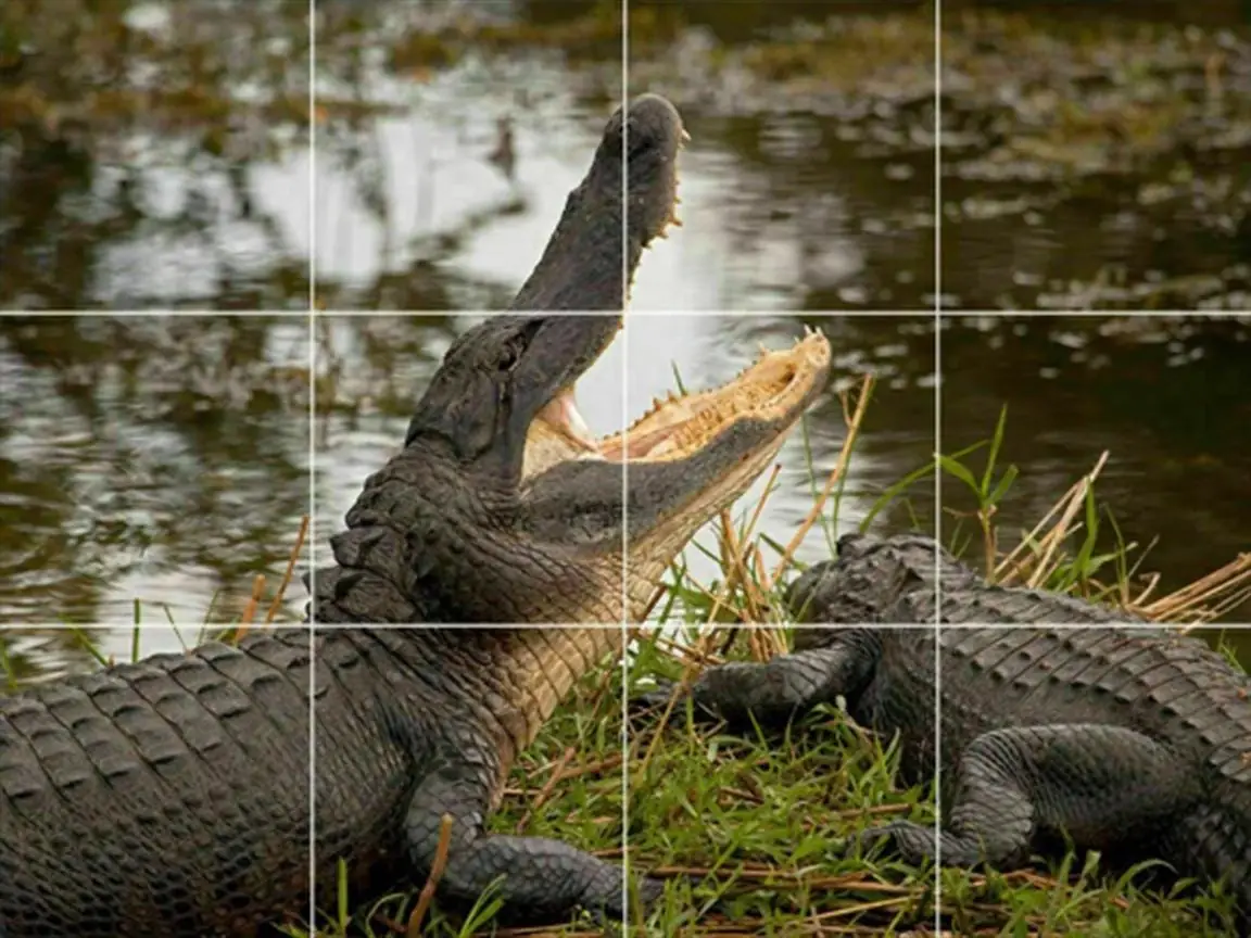 Alligators Caiman Florida Wildlife