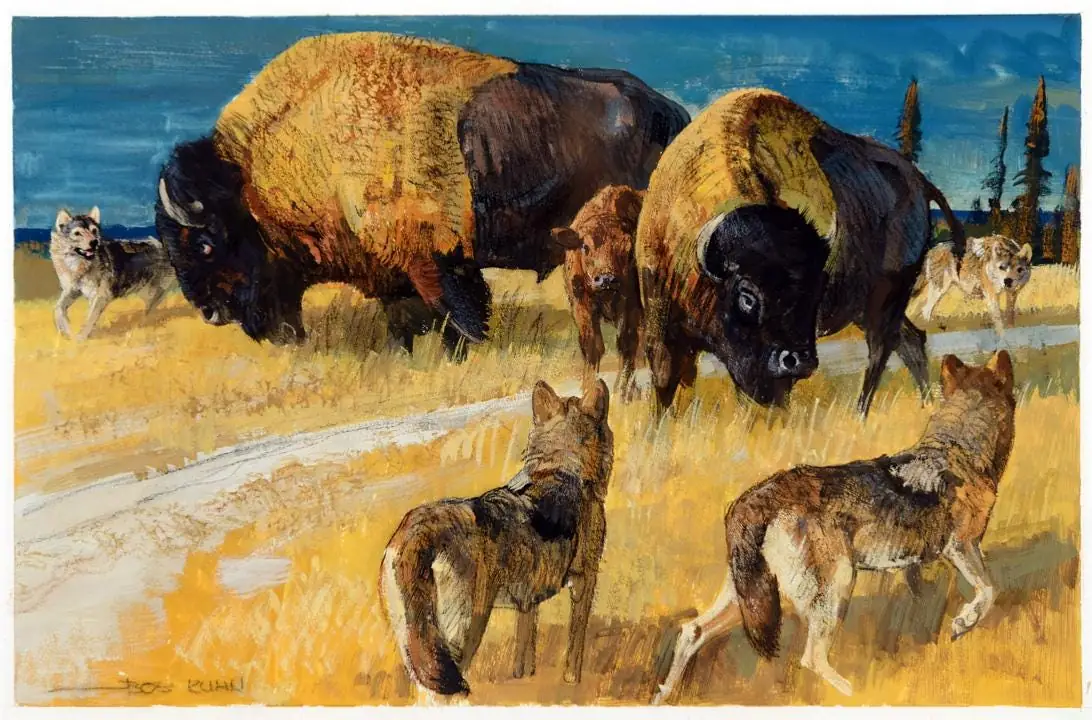Buffalo and Wolves