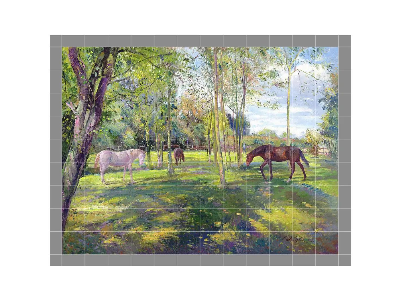 Horse Paddock