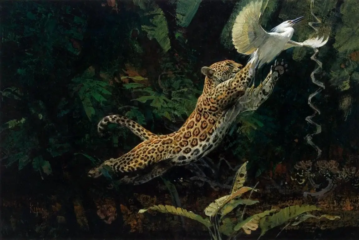Leopard and Egret, Heron, Jungle, Forest