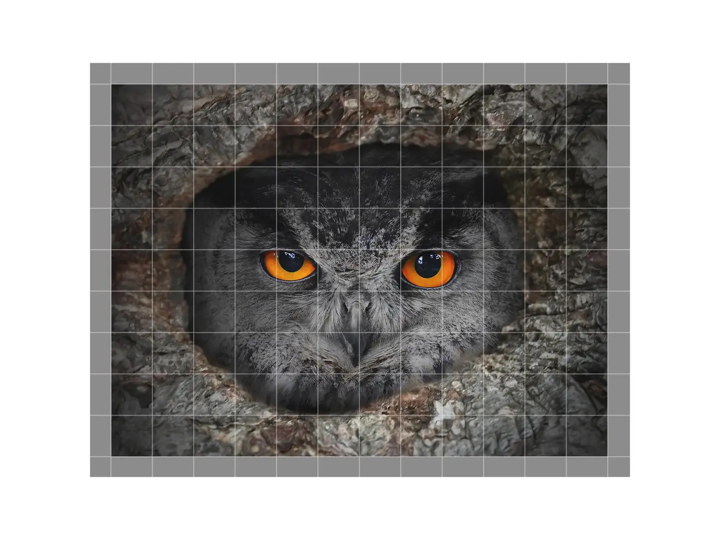 Owl Nesting in a Tree