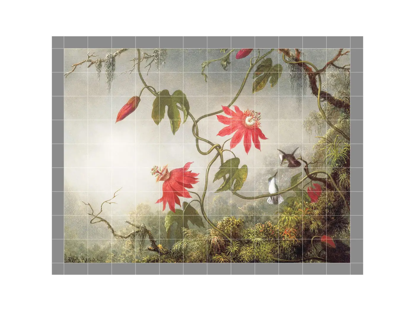 Hummingbird on a Passionflower