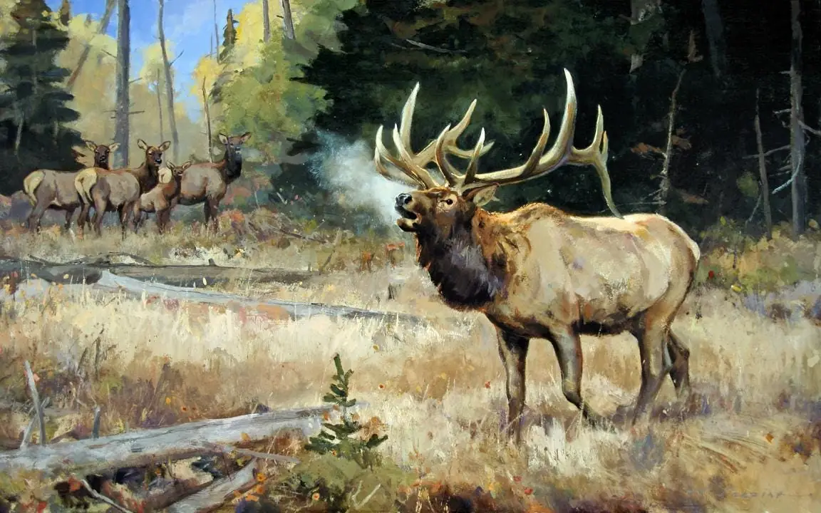 Bugling Elk in Woodland