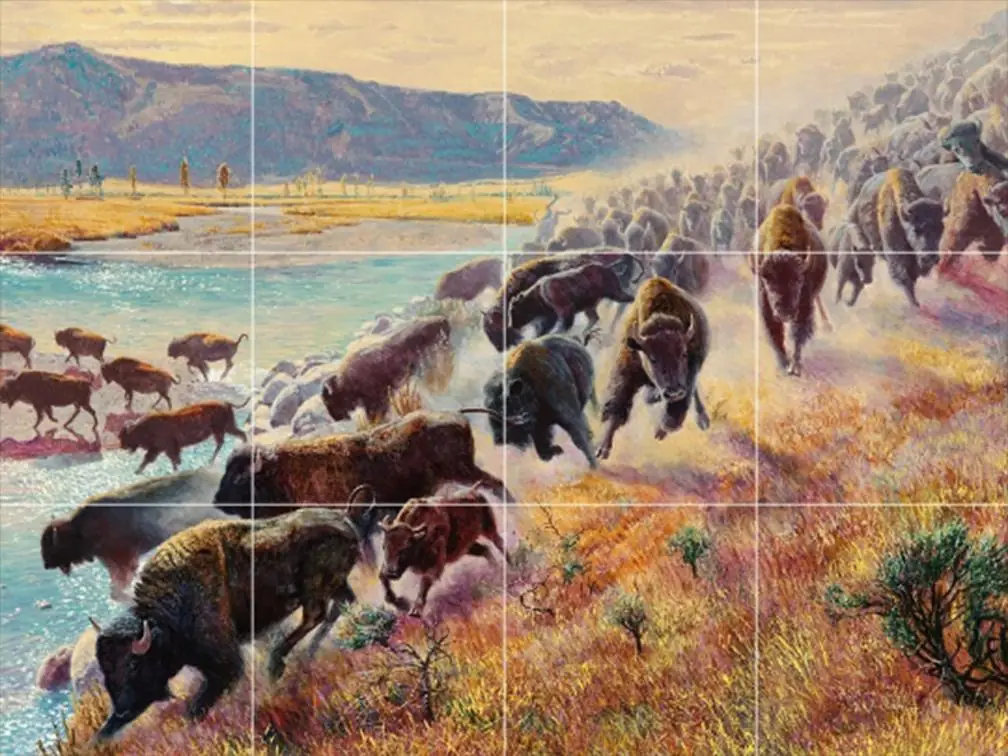 Yellowstone Park Buffaloes
