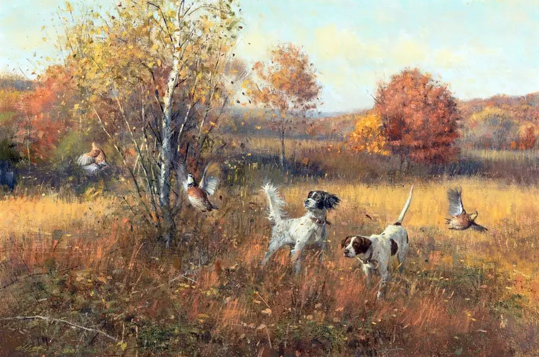 Setter and Pointer Quail Hunting Dog
