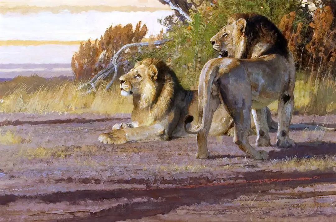Lions, Jungle Wildlife, Country Western