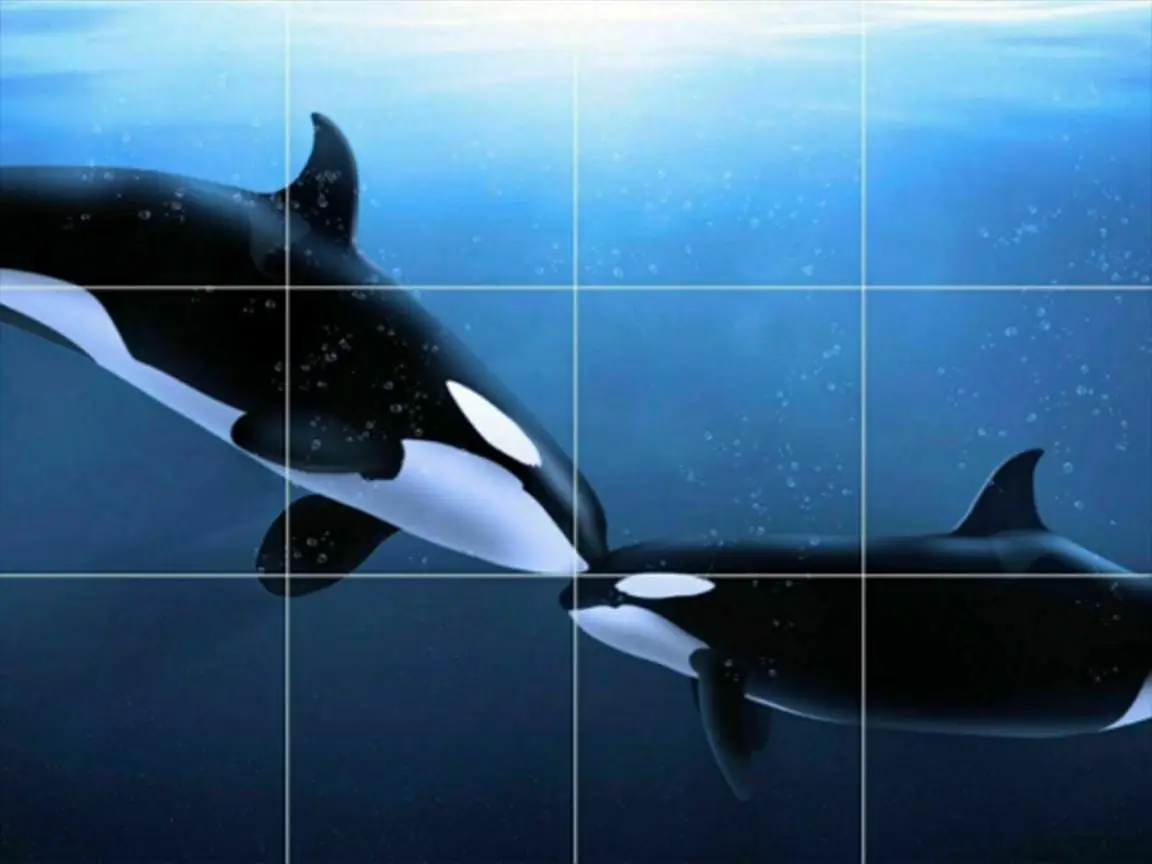 Affectionate Orca Killer Whale Fish Ocean