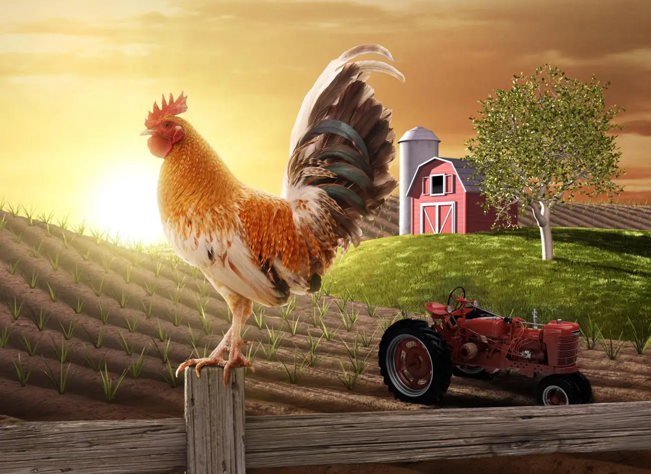 Country Farm Morning