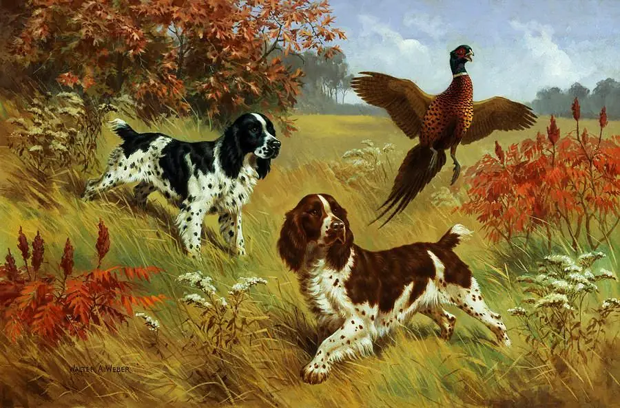 Energetic English Springer Spaniels Walter a Weber