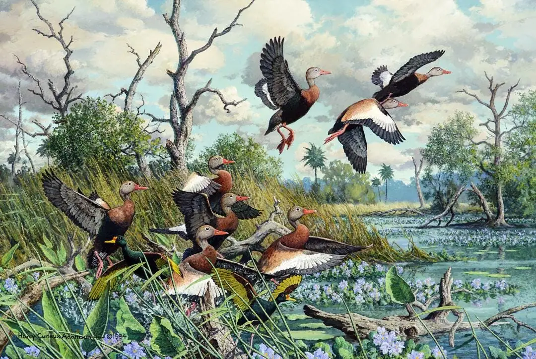 Ballet Black Bellied Whistling Ducks Wildlife