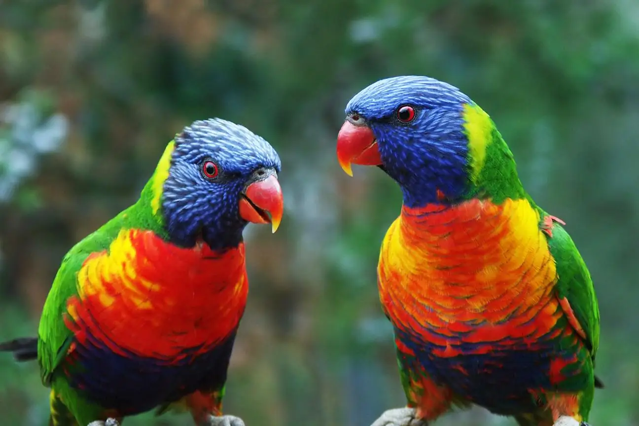 Lorikeet Tropical Birds, Parrots