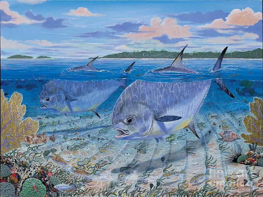 Permits Fish Cruising the Flats