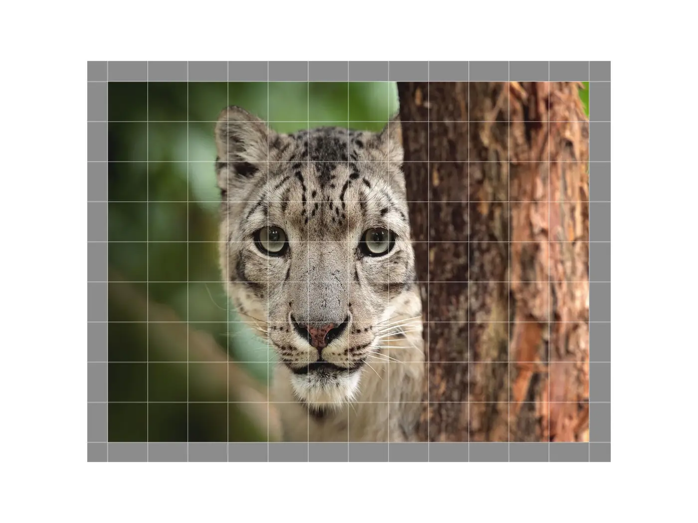 Face Portrait of Snow Leopard Wildlife