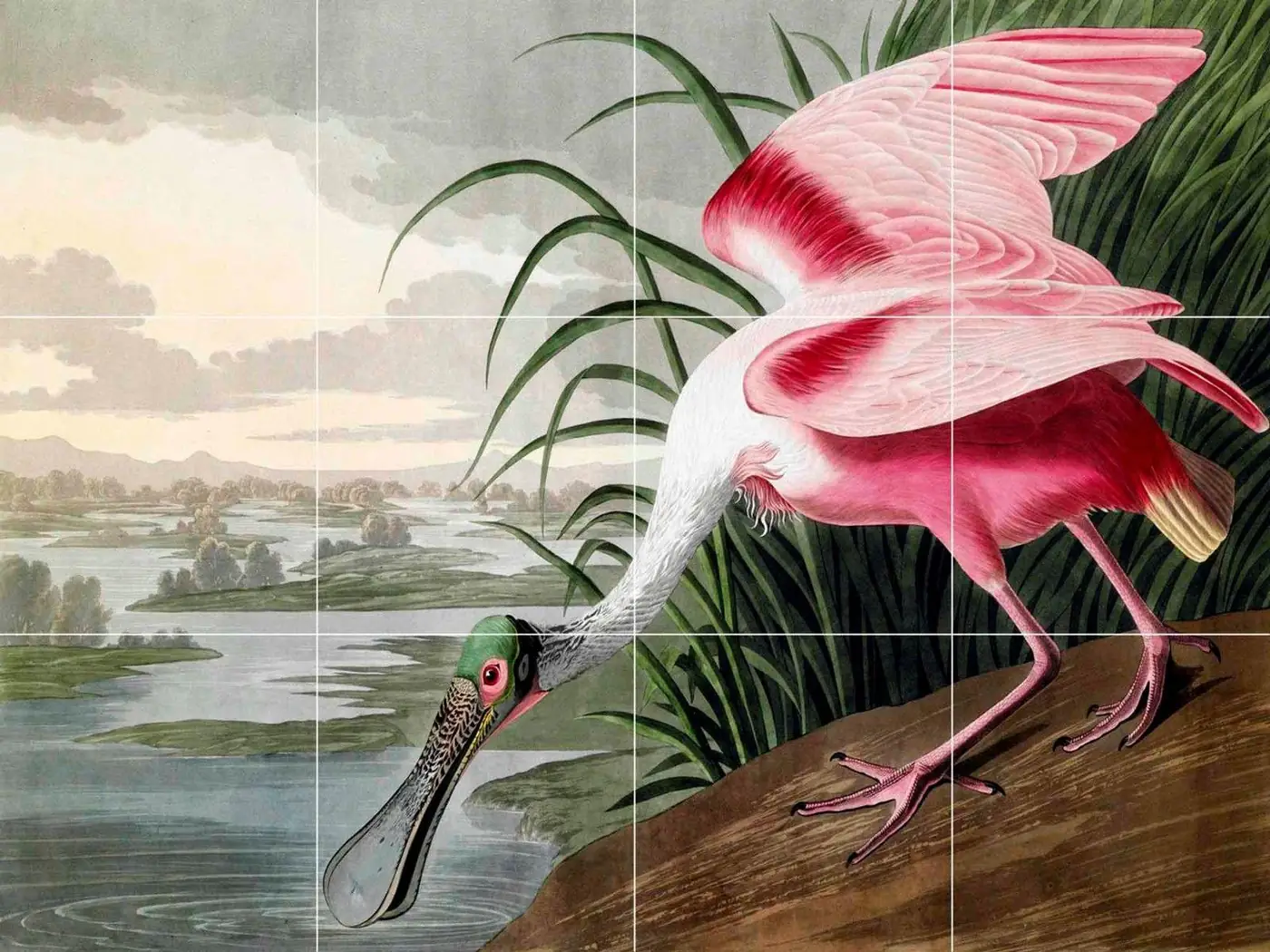 Pink Roseate Spoonbill Bird