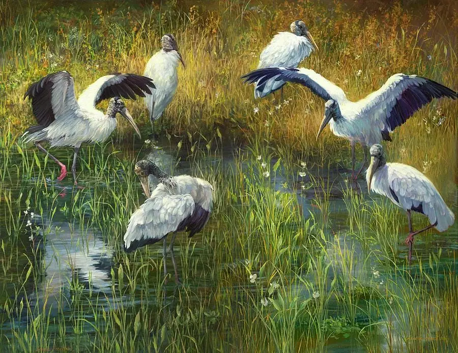 Wood Stork Gathering in Marsh, Wildlife