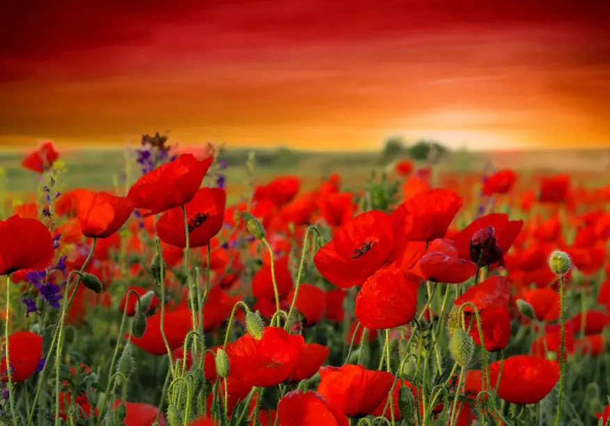 Field of Poppies on a Sunset