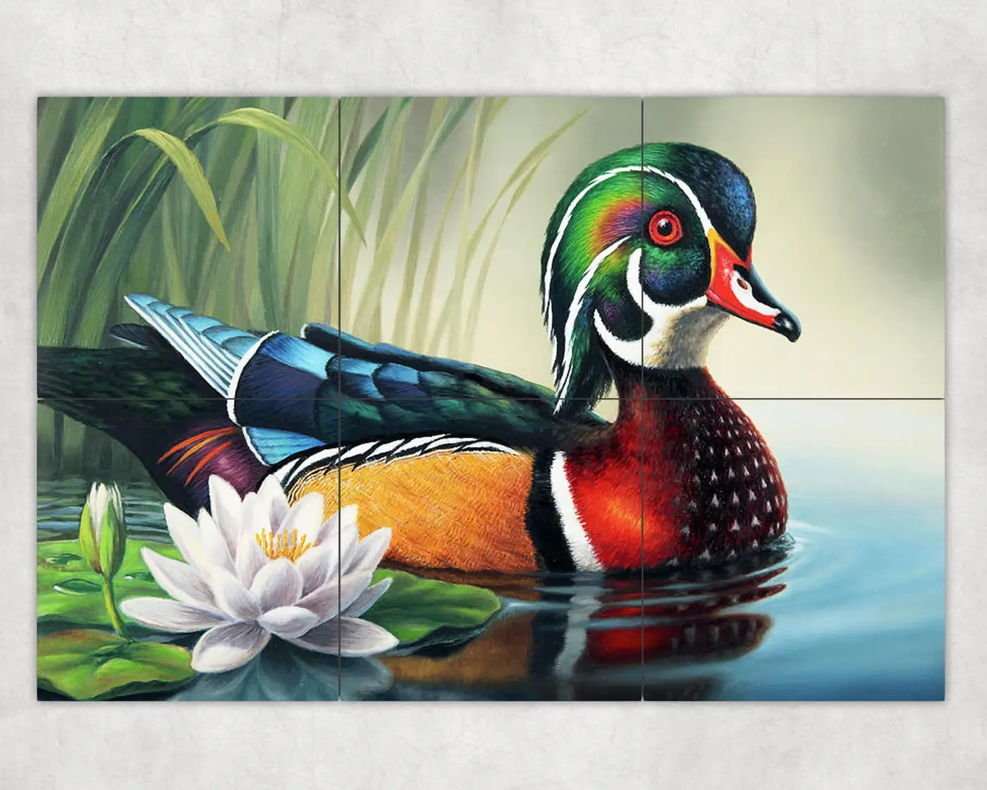 Colorful Wood Duck White Lily Flower Pad in Pond Wildlife