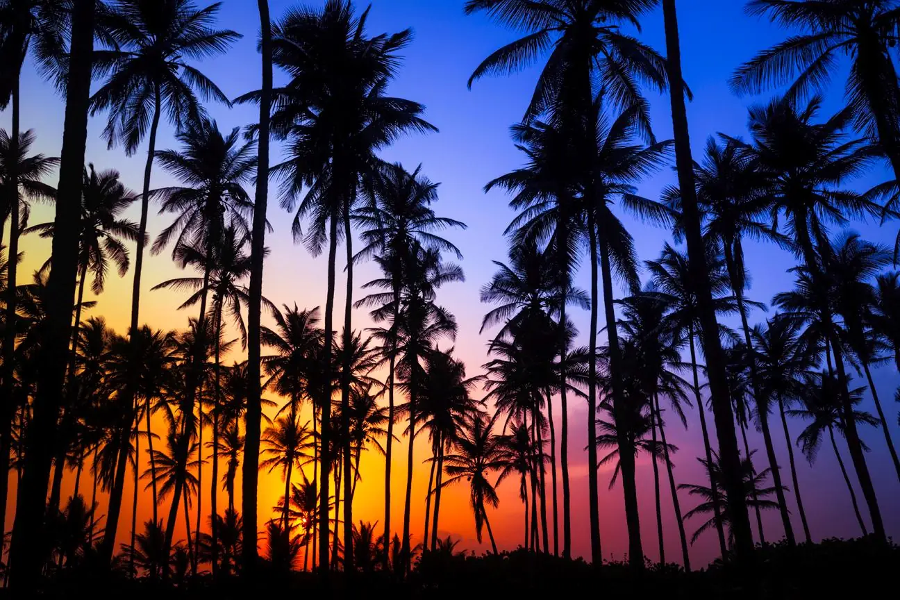 Sunset and Sunrise in Tropical Beach with Palm Trees