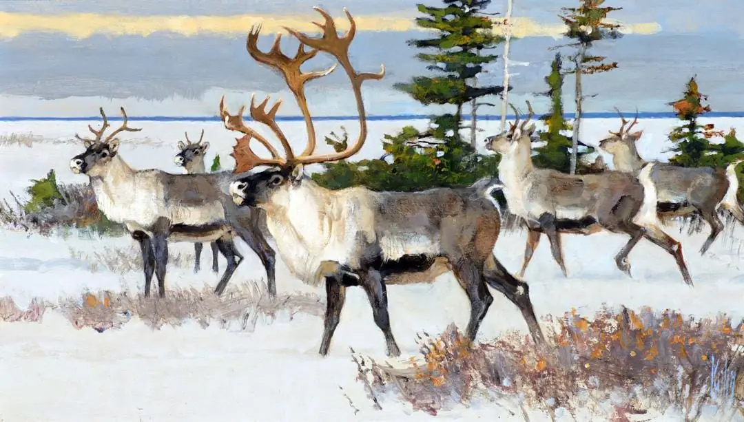 Caribou in Woodland
