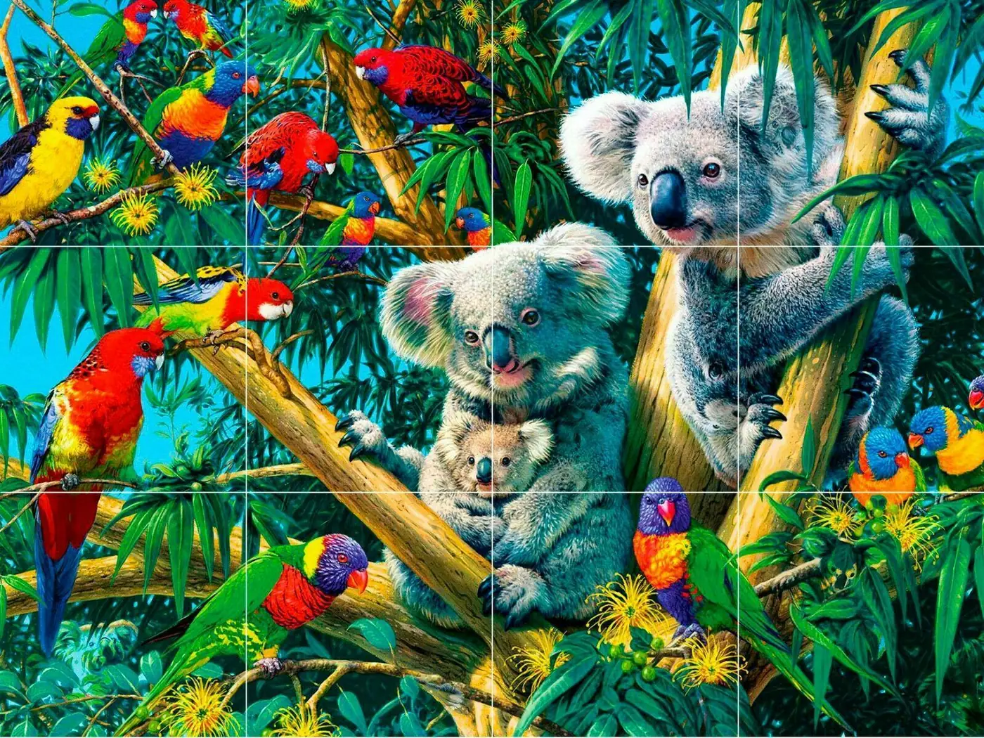 Baby Cub Koala Bear Lorikeet Exotic Bird Parrot