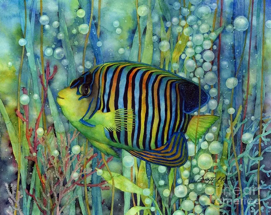 Royal Angelfish Tropical Fish in Reef
