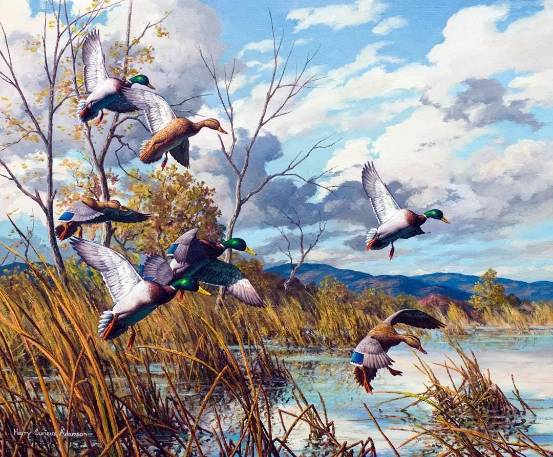 Mallards, Wood Ducks in Marsh